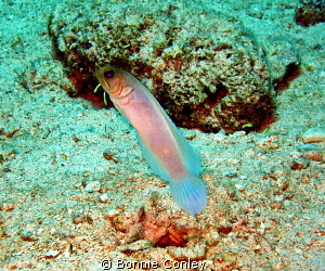Jawfish seen in Freeport Bahamas in May 2009.  Photo take... by Bonnie Conley 